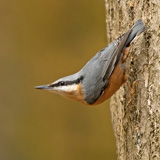 Birds in the Belgian Ardennes